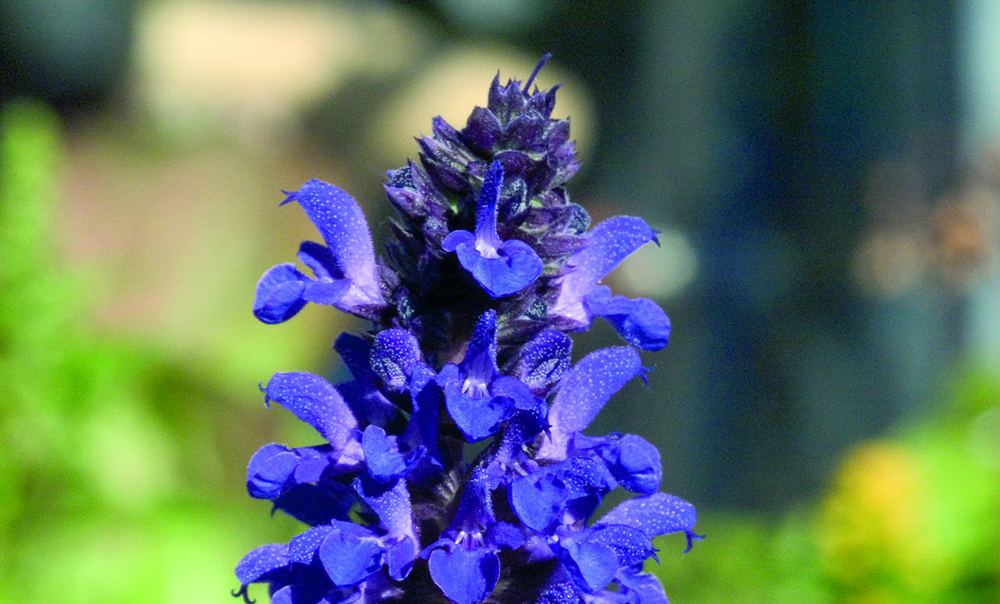 
                        Salvia
             
                        x superba
             
                        Adora
             
                        Blue
            