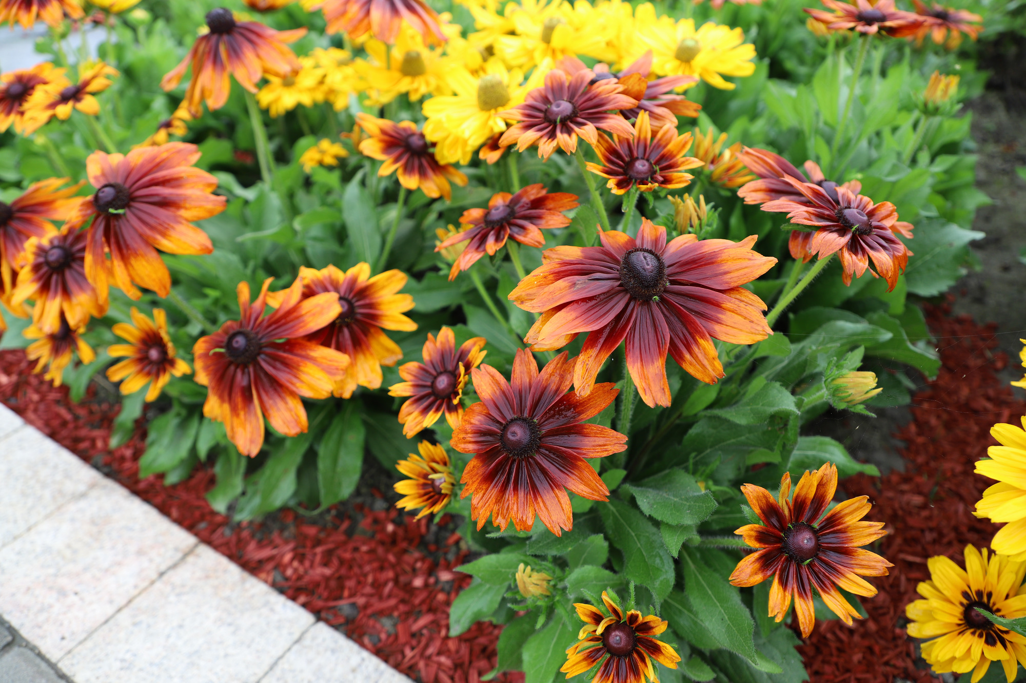 
                        Rudbeckia
             
                        hirta
             
                        Autumn Colors
            