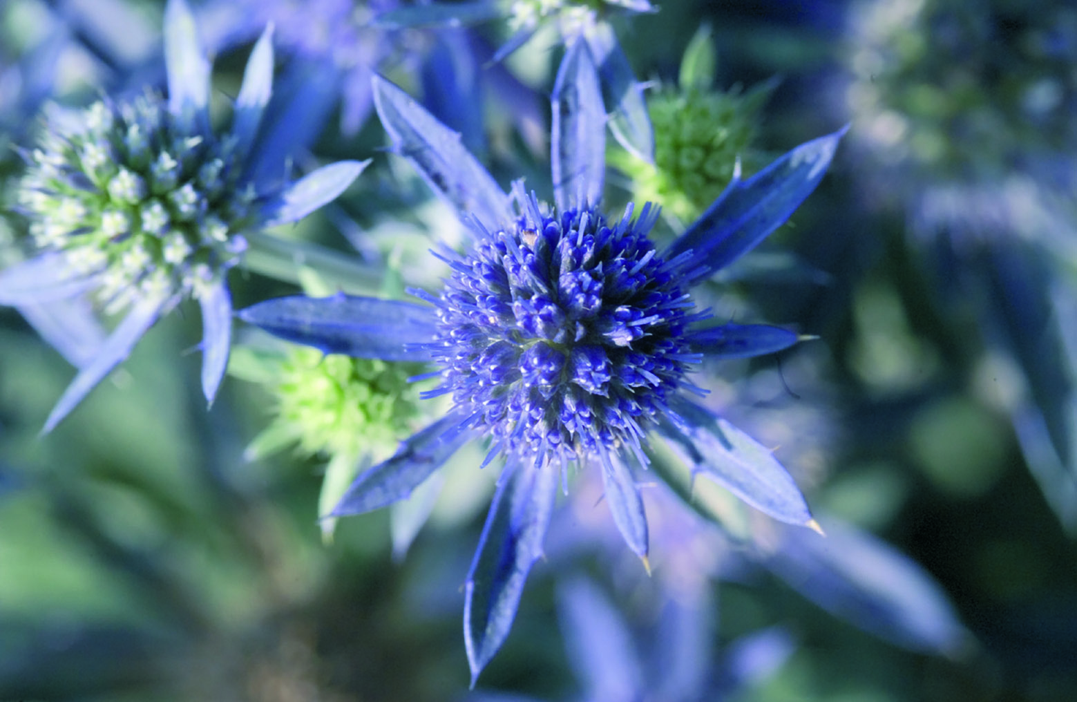 
                        Eryngium
             
                        planum
             
                        Blue Hobbit
            