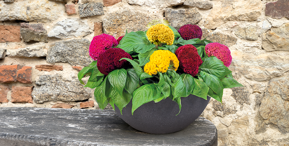 
                        Celosia
             
                        cristata
             
                        Brainiac
            