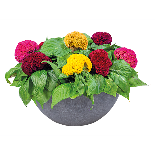 
                        Celosia
             
                        cristata
             
                        Brainiac
             
                        Think Pink
            