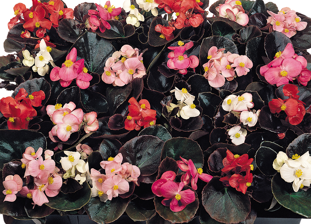 
                        Begonia
             
                        semperflorens F₁
             
                        Cocktail®
             
                        Tequila
            