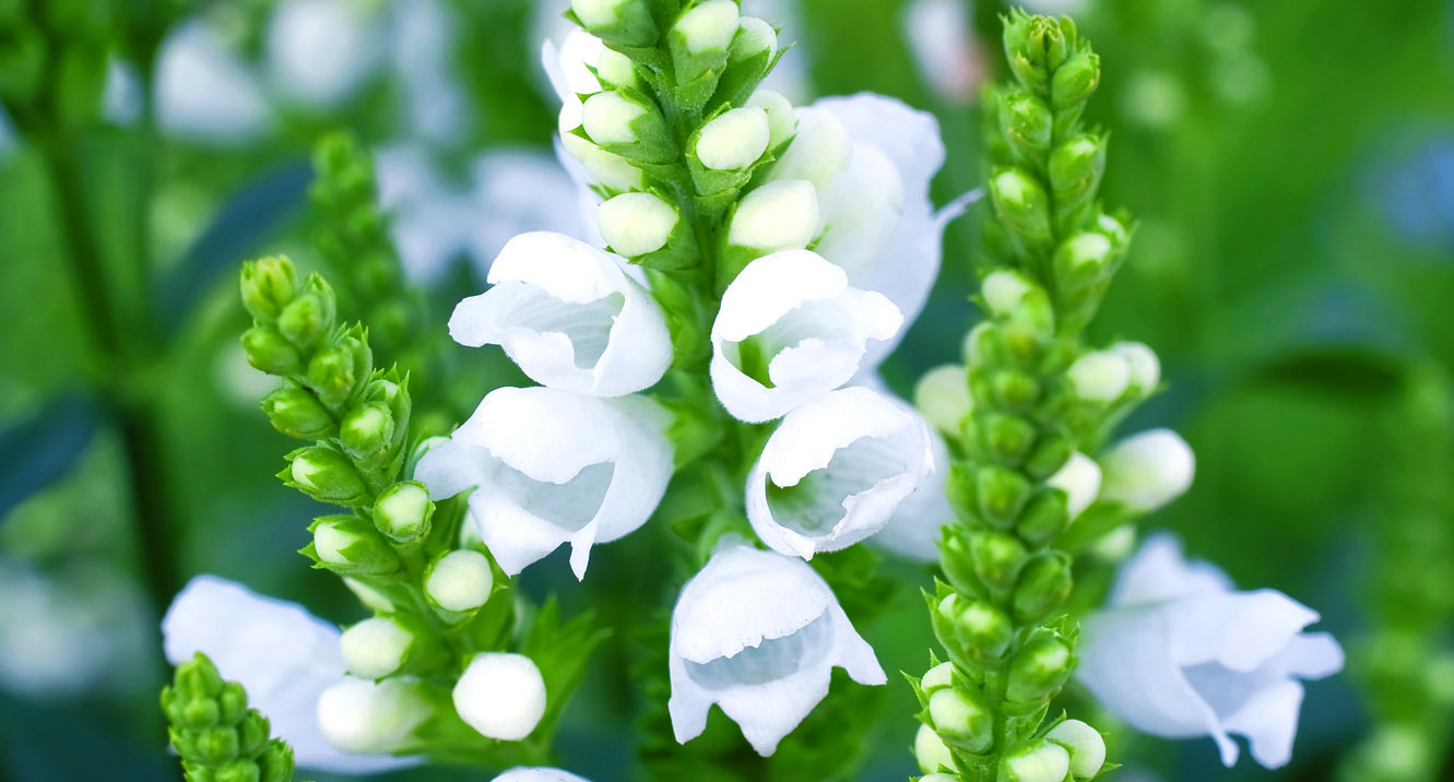 
                        Physostegia
             
                        virginiana
             
                        Crystal Peak
             
                        White
            