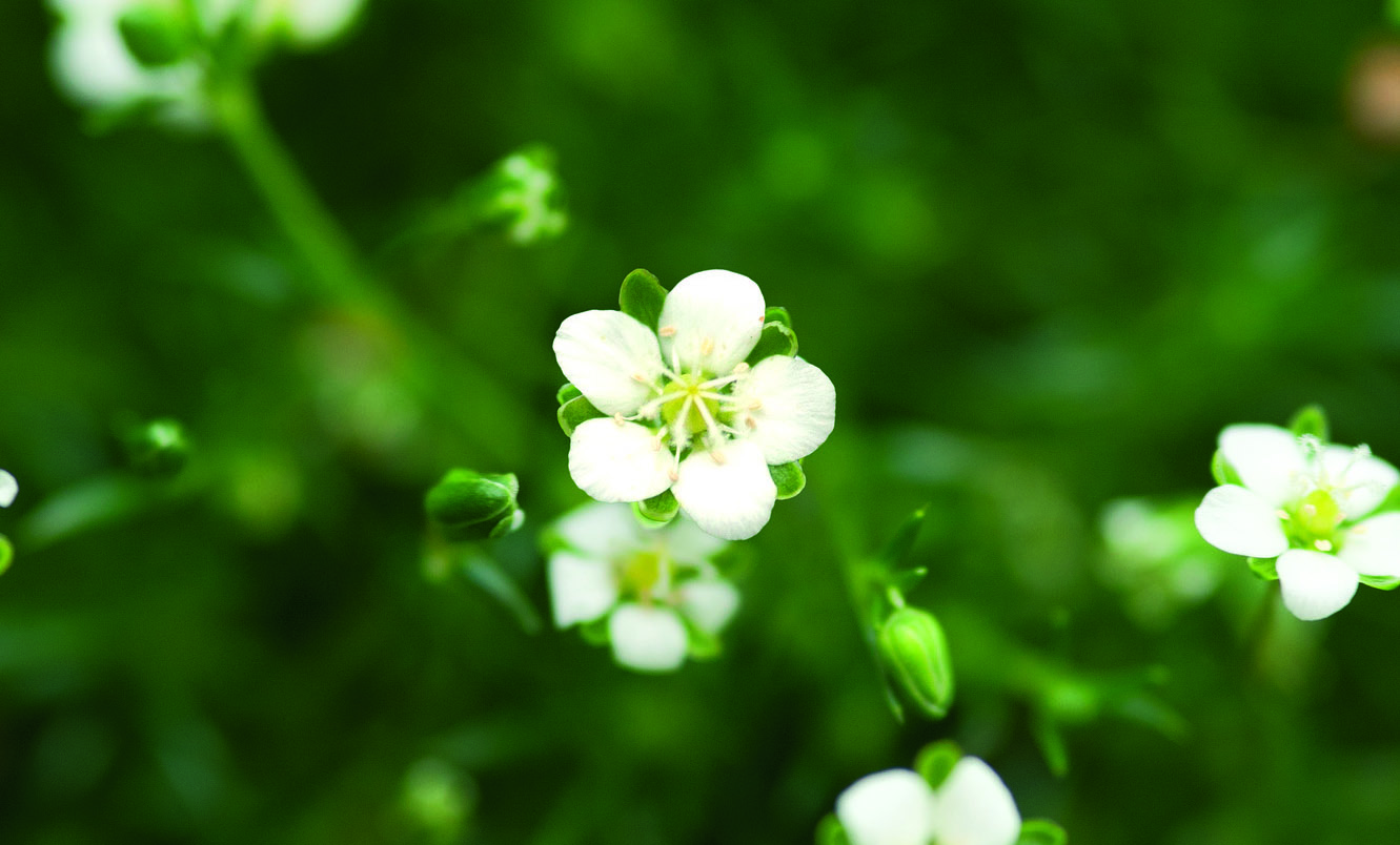 
                        Sagina
             
                        subulata
             
                        Dubliner
            