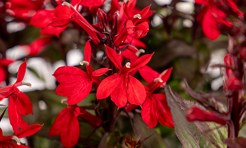 
                        Lobelia
             
                        speciosa F₁
             
                        Fan®
             
                        Scarlet Compact
            