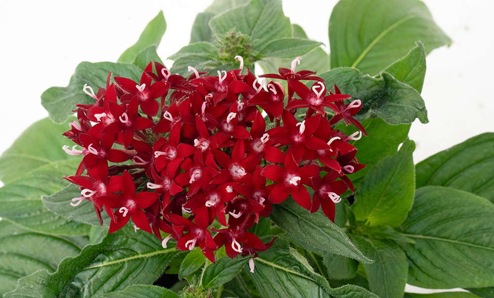 
                        Pentas
             
                        lanceolata F₁
             
                        Graffiti®
             
                        Deep Red
            