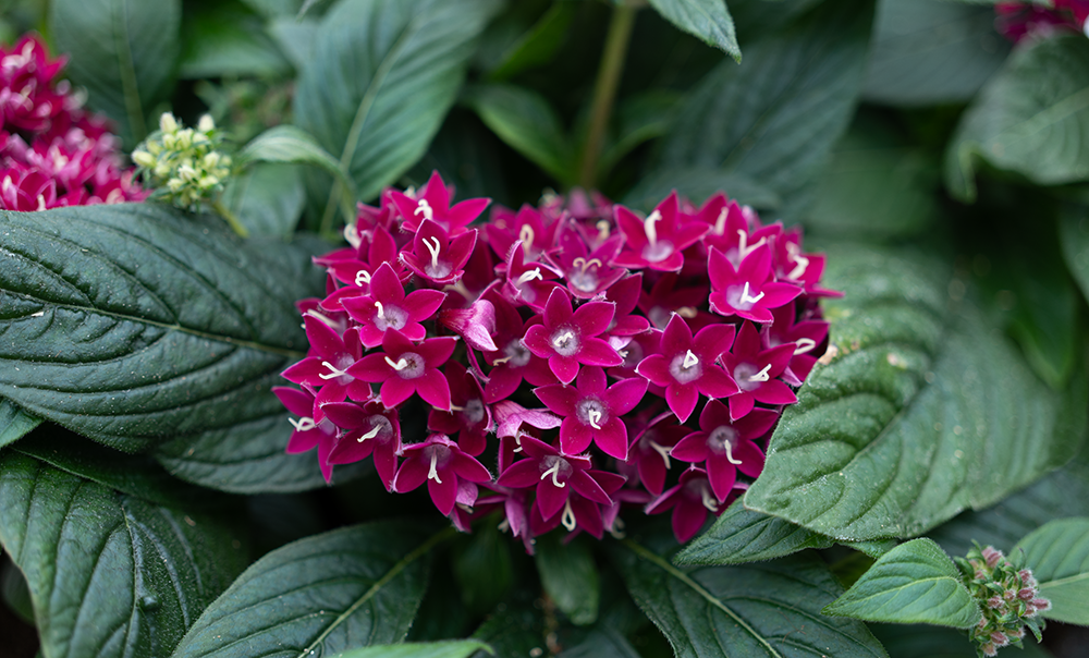 
                        Pentas
             
                        lanceolata F₁
             
                        Graffiti®
             
                        Neon Plum
            