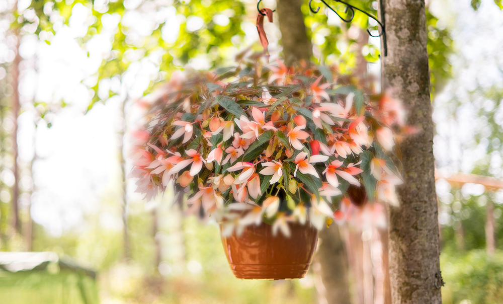 
                        Begonia
             
                        boliviensis F₁
             
                        Groovy
             
                        Salmon Bicolor
            