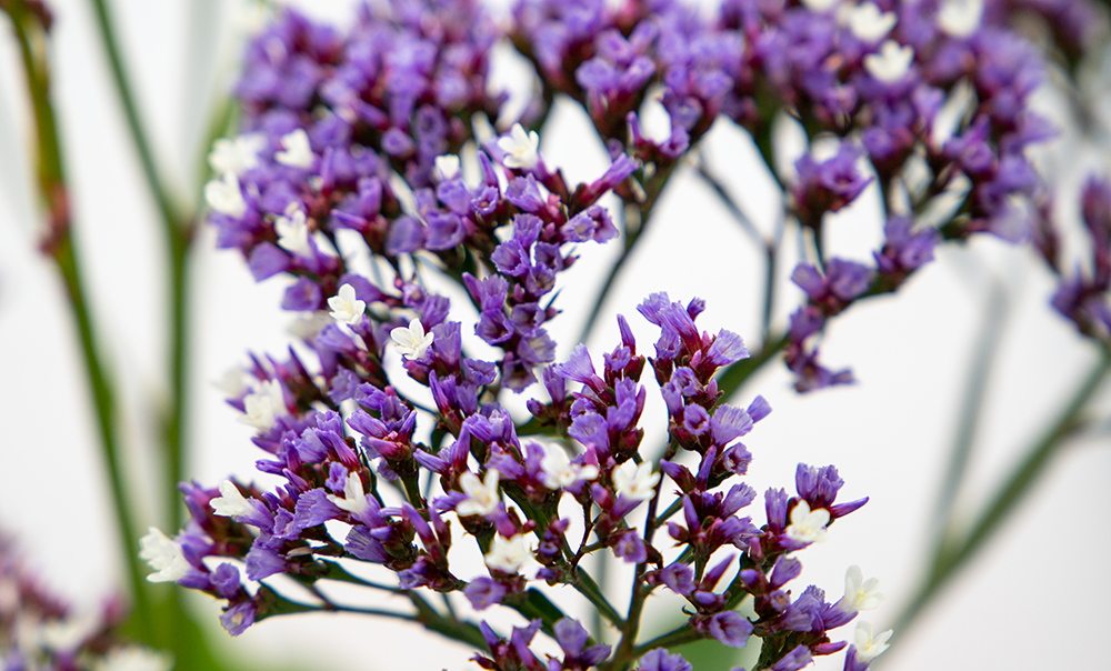 
                        Limonium
             
                        perezii
             
                        Indie
            