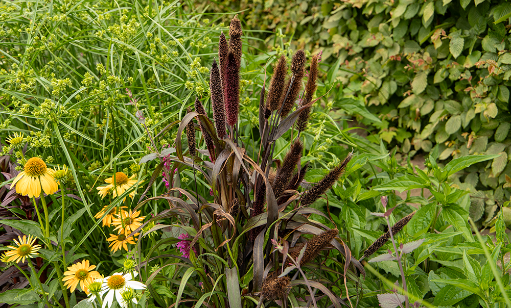 
                        Pennisetum
             
                        glaucum
             
                        Inky
            