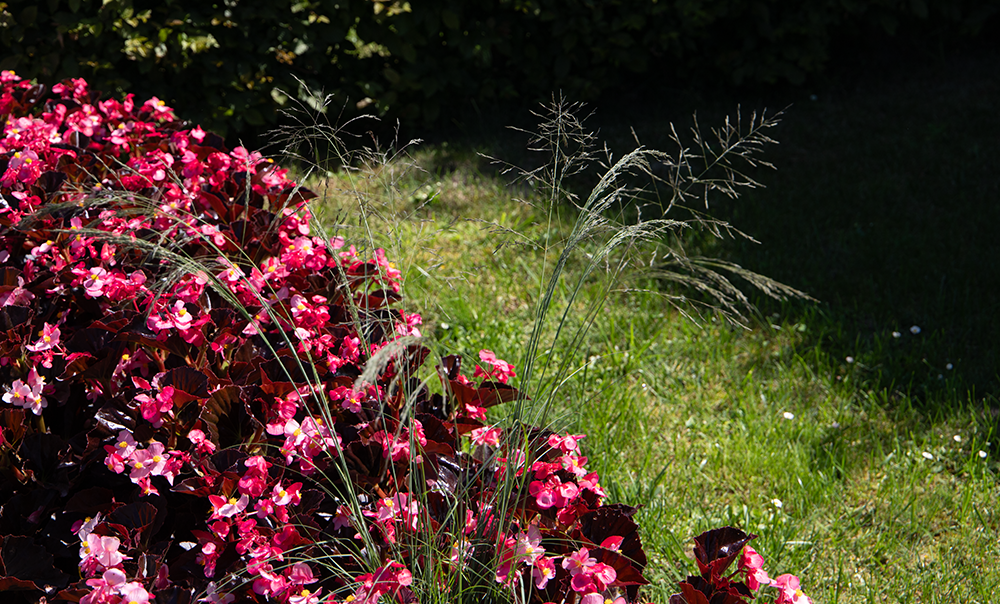 
                        Eragrostis
             
                        elliotii
             
                        Lovey
            