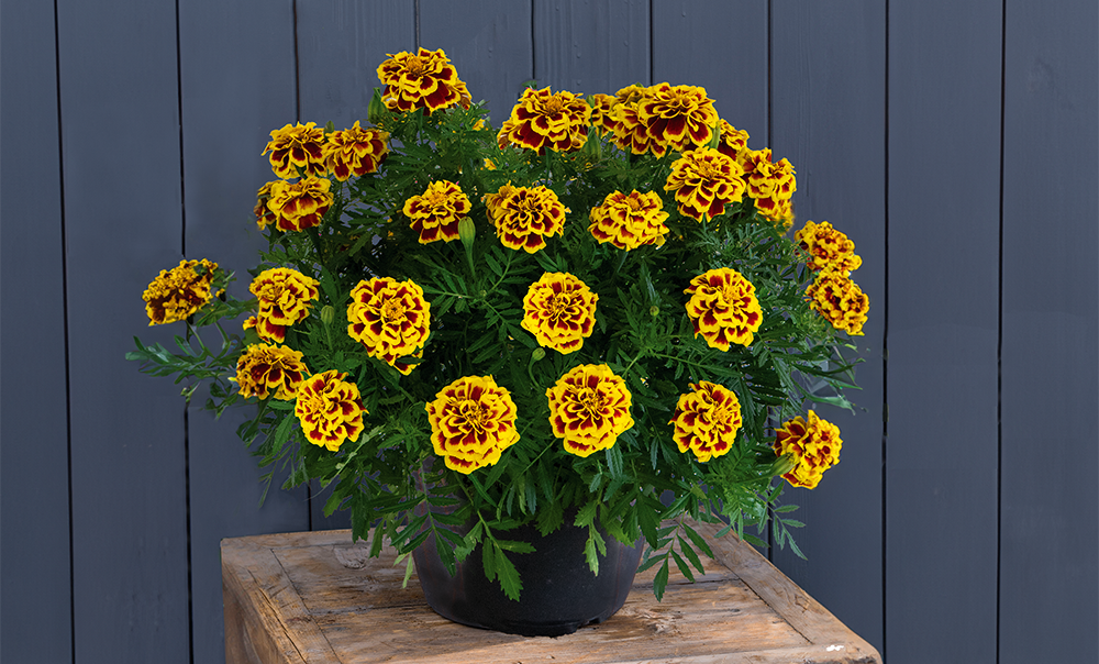 
                        Tagetes
             
                        patula
             
                        Mango Tango
            