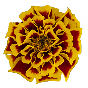 
                        Tagetes
             
                        patula
             
                        Mango Tango
            