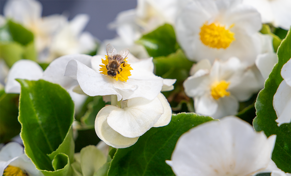 
                        Begonia
             
                        x hybrida F₁
             
                        Mega Cool
             
                        White
            