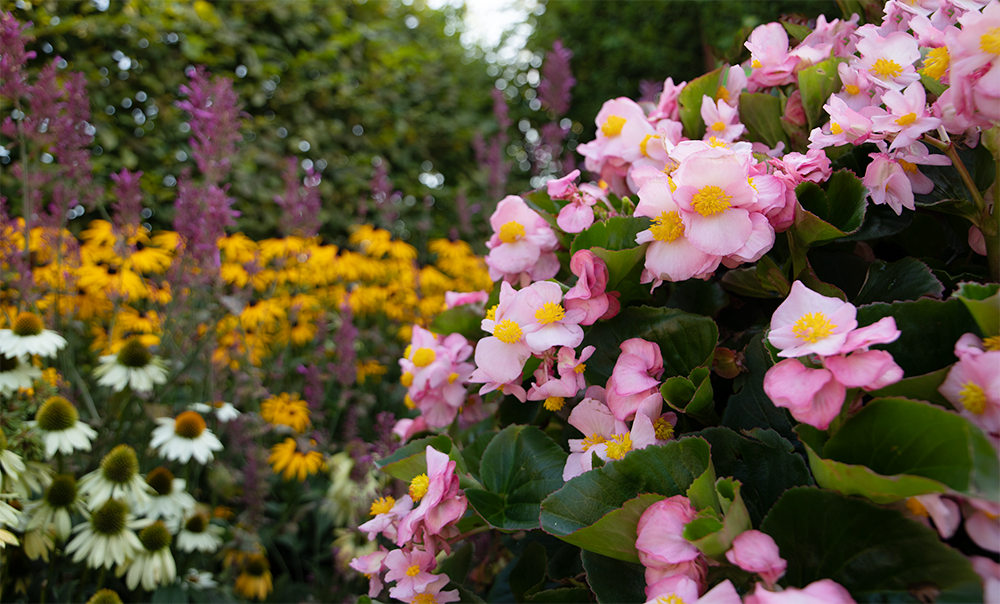 
                        Begonia
             
                        x hybrida F₁
             
                        Mega Cool
             
                        Pink
            