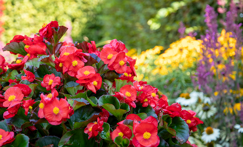 
                        Begonia
             
                        x hybrida F₁
             
                        Mega Cool
             
                        Scarlet
            