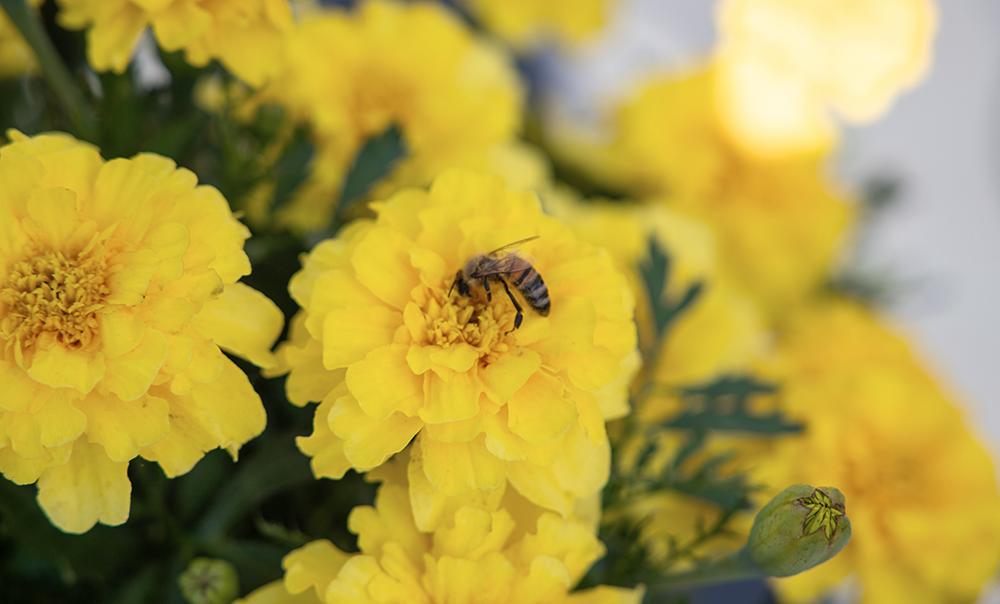 
                        Tagetes
             
                        patula
             
                        Millie Vanilli
            