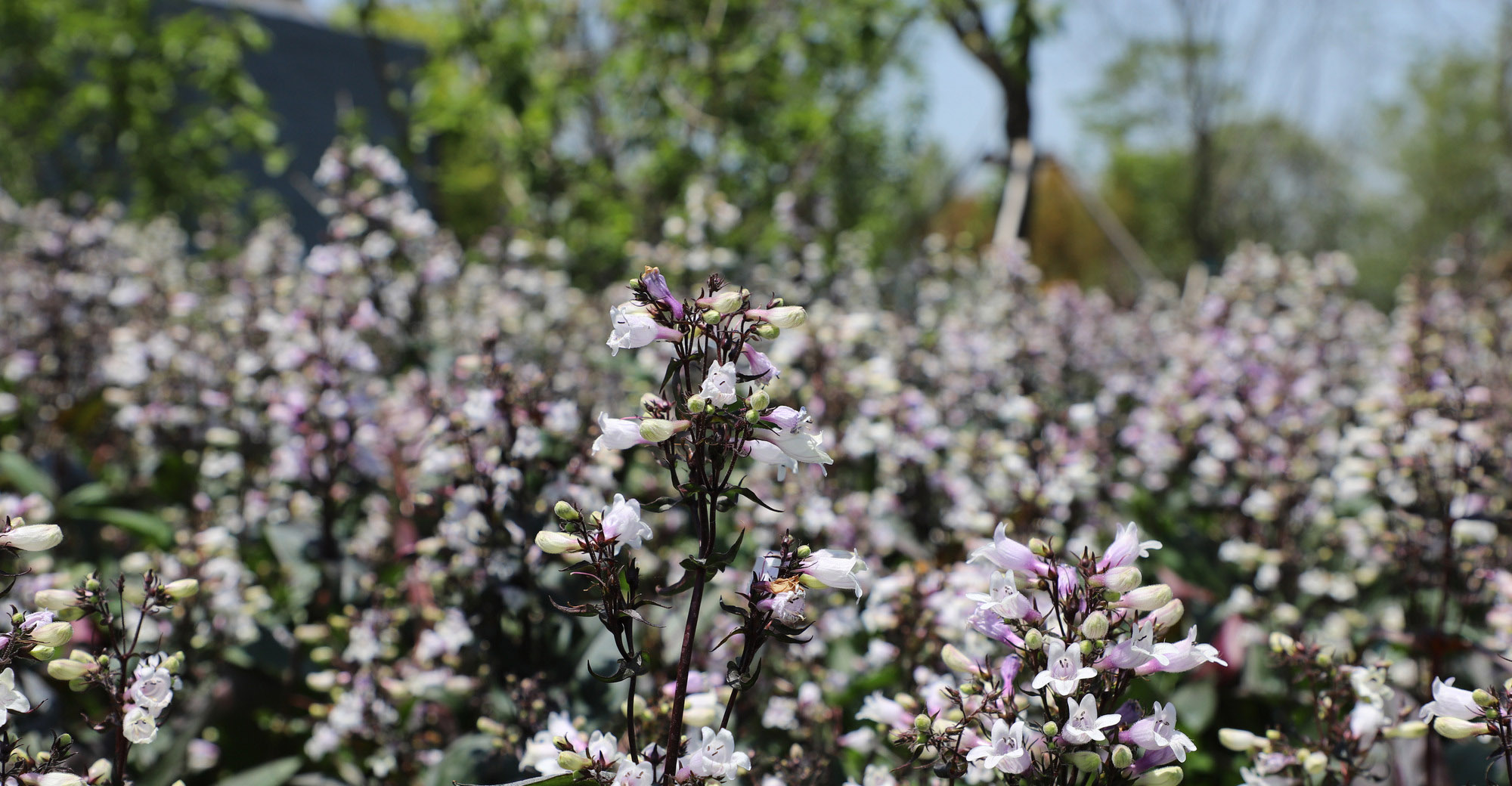 
                        Penstemon
             
                        digitalis
             
                        Mystica
            