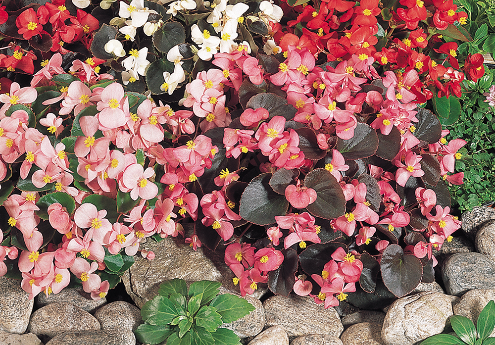 
                        Begonia
             
                        semperflorens F₁
             
                        Organdy®
            