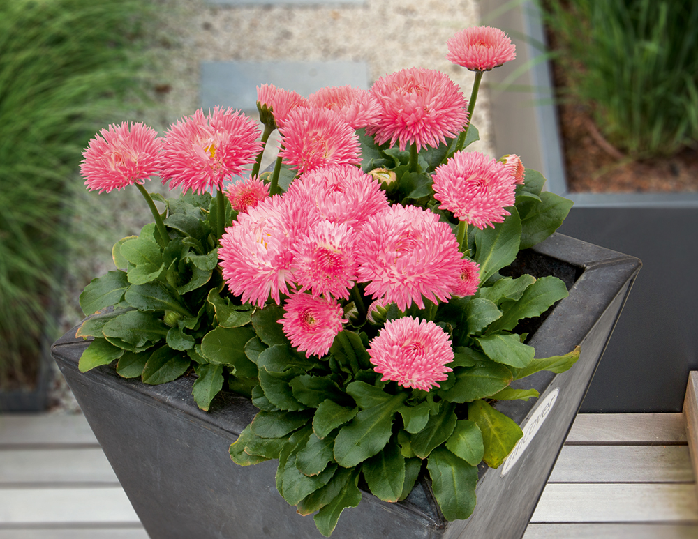 
                        Bellis
             
                        perennis
             
                        Robella
            