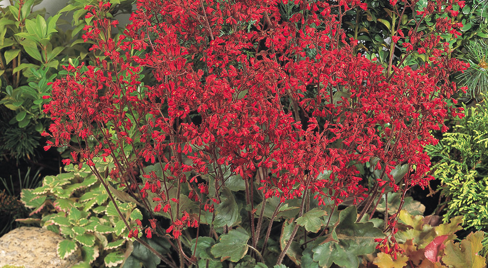 
                        Heuchera
             
                        sanguinea
             
                        Ruby Bells
            