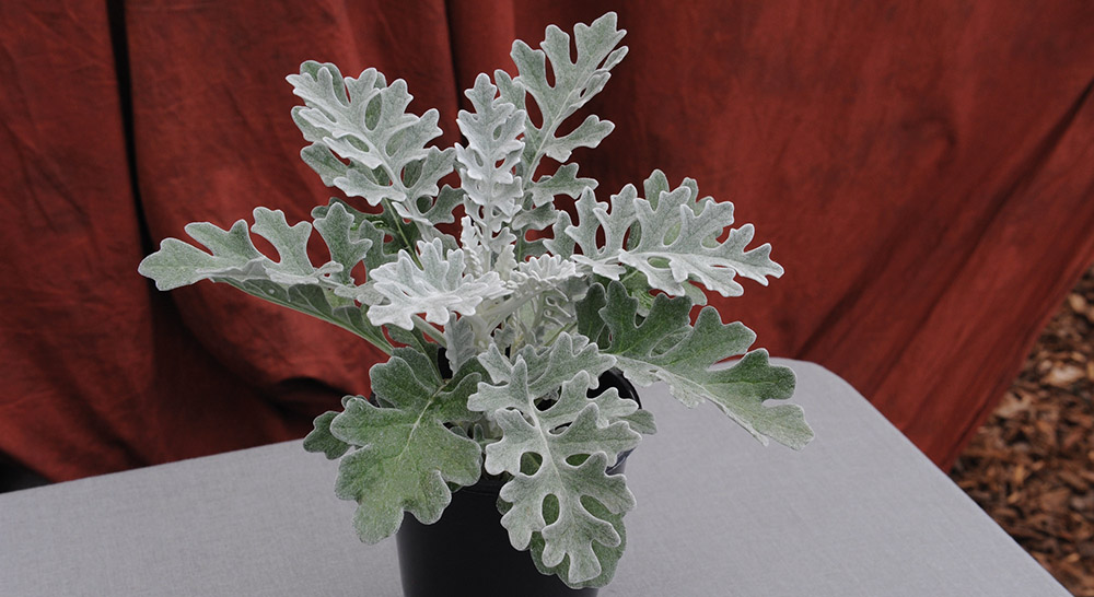 
                        Senecio
             
                        cineraria
             
                        Silverdust
            