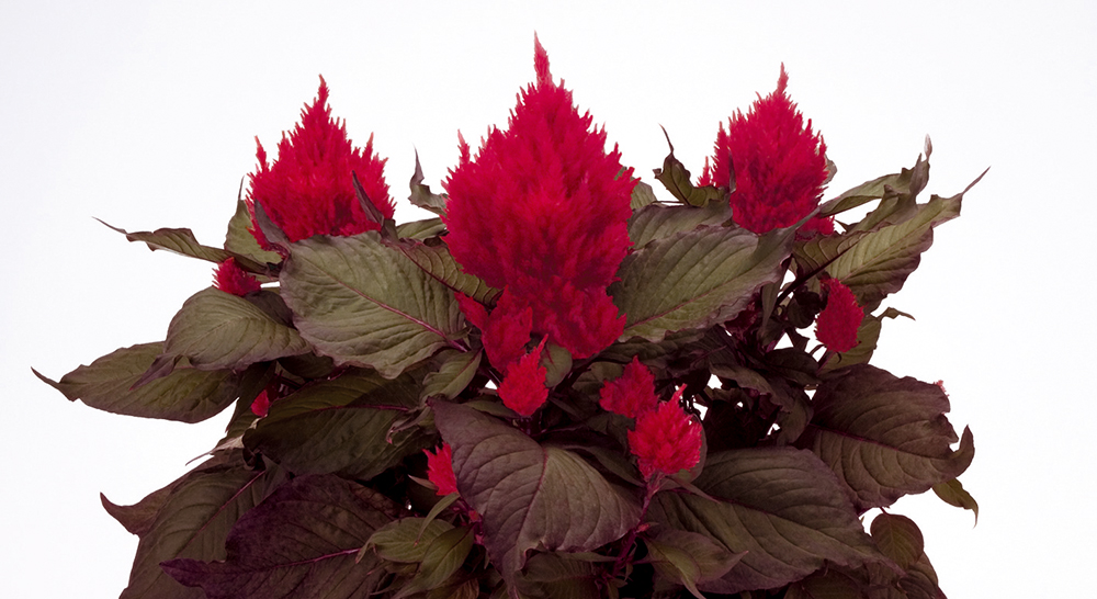 
                        Celosia
             
                        plumosa
             
                        Smart Look
             
                        Red
            