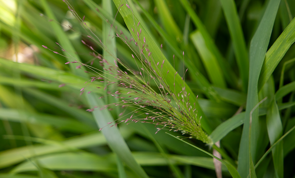 
                        Eragrostis
             
                        spectabilis
             
                        Snuggy
            