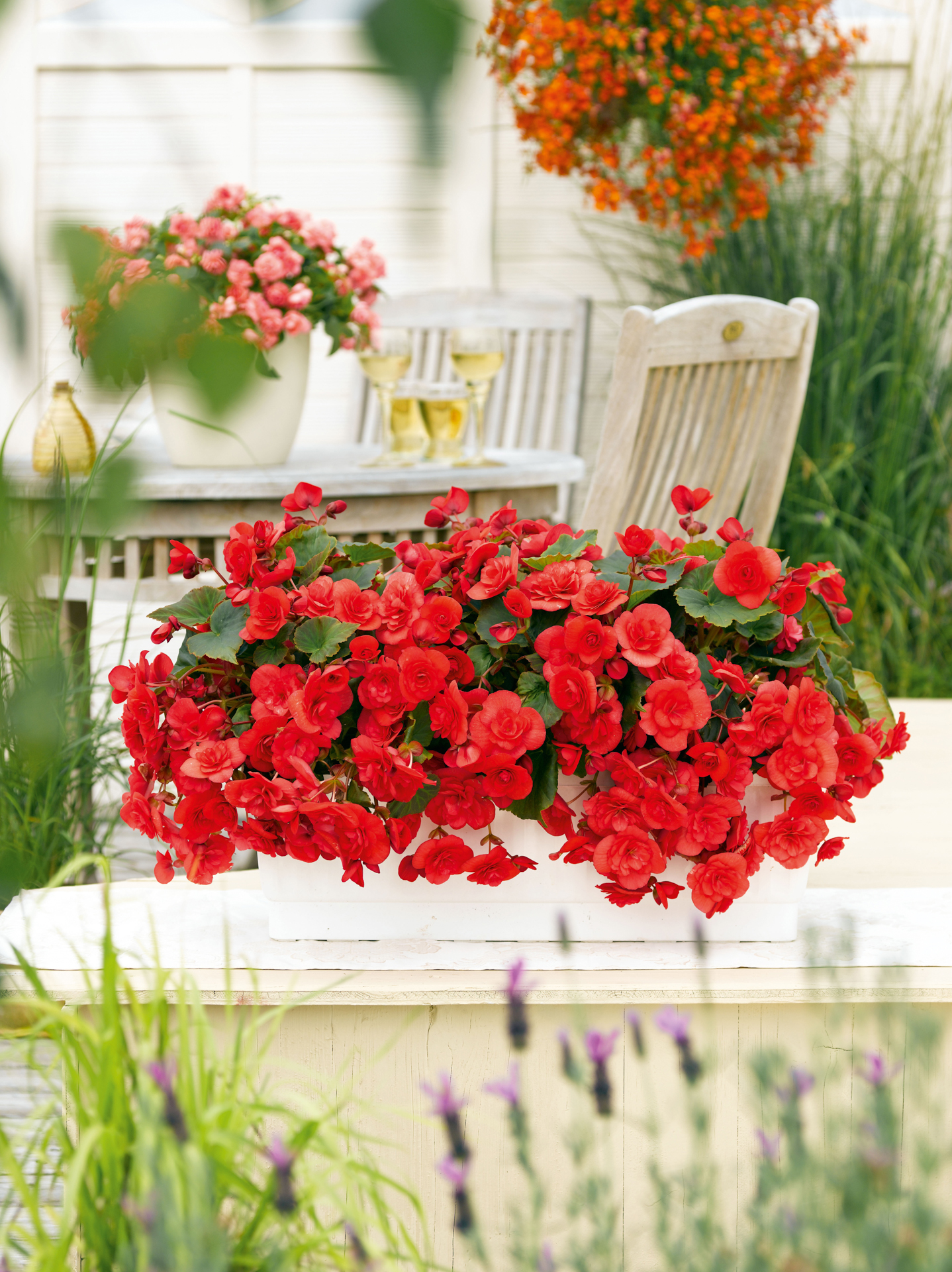 
                        Begonia
             
                        elatior
             
                        Solenia®
             
                        Red
            