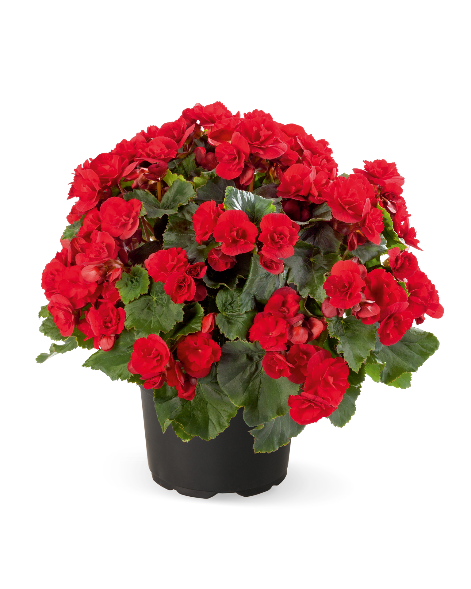
                        Begonia
             
                        elatior
             
                        Solenia®
             
                        Scarlet
            