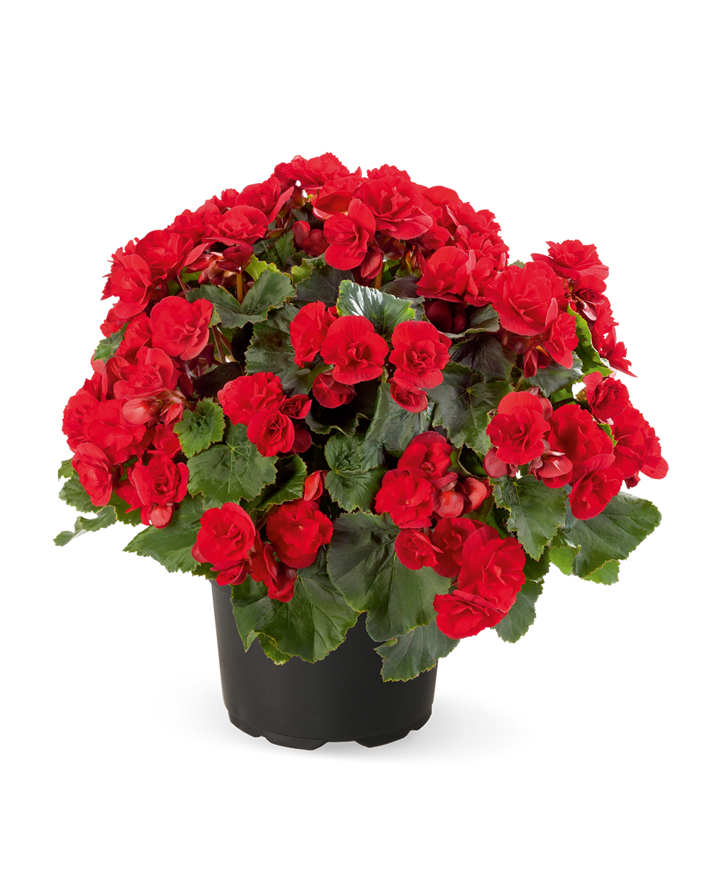 
                        Begonia
             
                        elatior
             
                        Solenia®
             
                        Scarlet
            