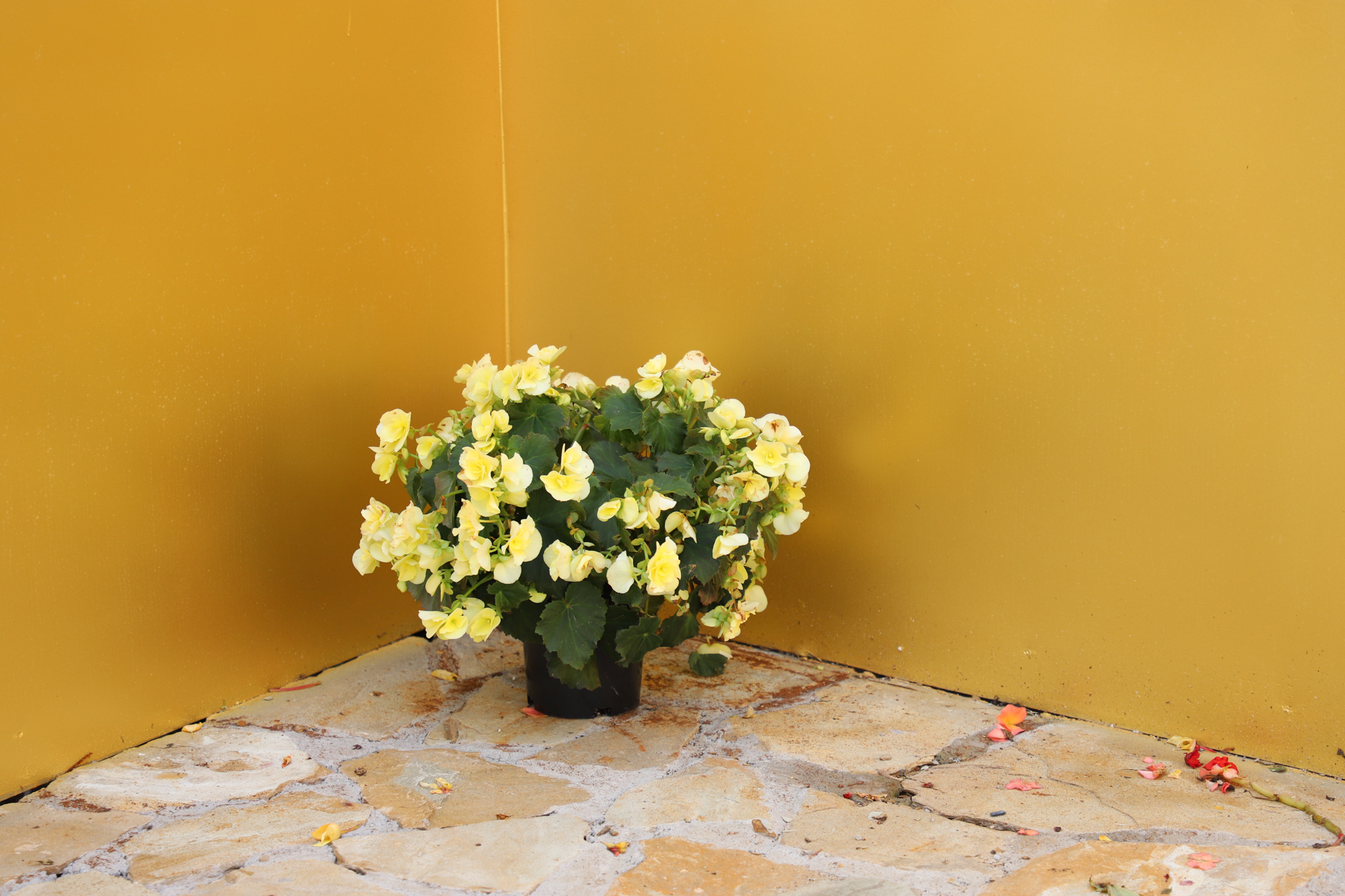 
                        Begonia
             
                        elatior
             
                        Solenia®
             
                        Yellow
            
