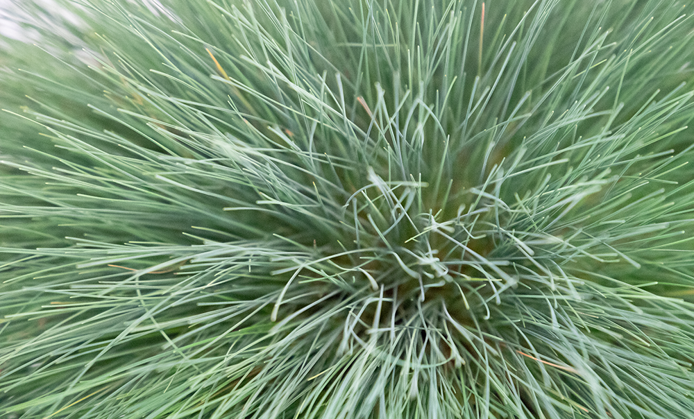 
                        Corynephorus
             
                        canescens
             
                        Spiky
            