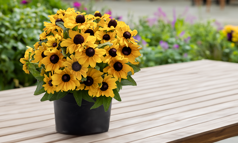 
                        Rudbeckia
             
                        hirta
             
                        Tablemate
            