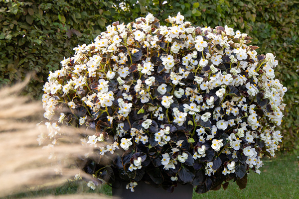 
                        Begonia
             
                        x benariensis F₁
             
                        BIG®
             
                        White Bronze Leaf
            