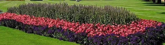 BIG® am Hampton Court Palace, England The Flower BIG® blooms at Hampton Court Palace in England