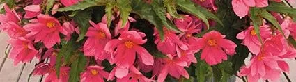 Funky® Pink Foto der Funky® Pink im Topf auf einer Terrasse