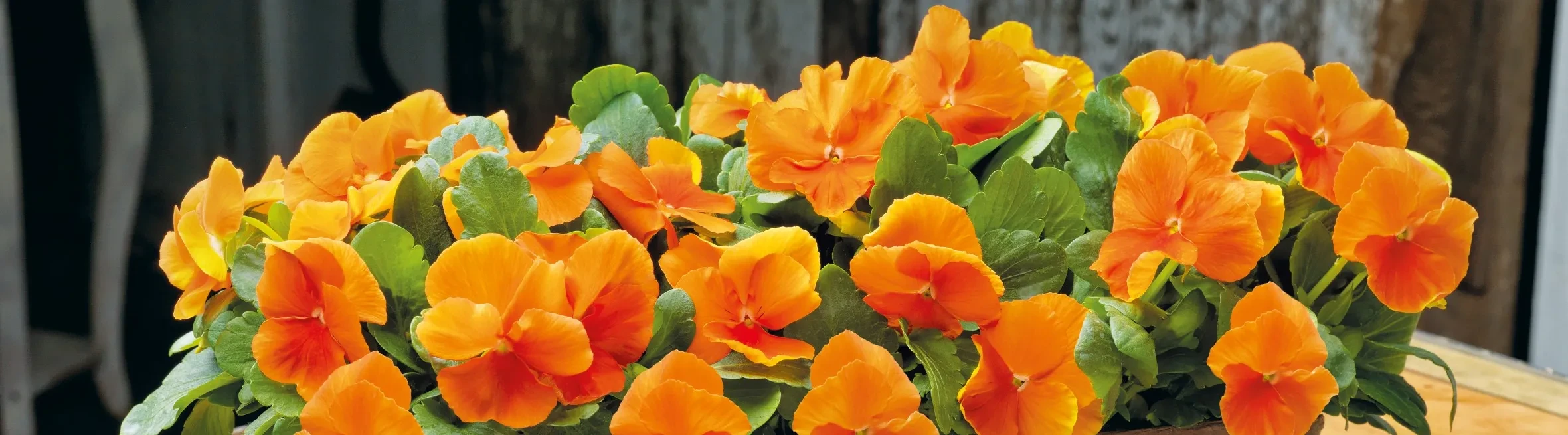 Viola wittrockiana Inspire® Plus Orange Viola wittrockiana Inspire® Plus Orange