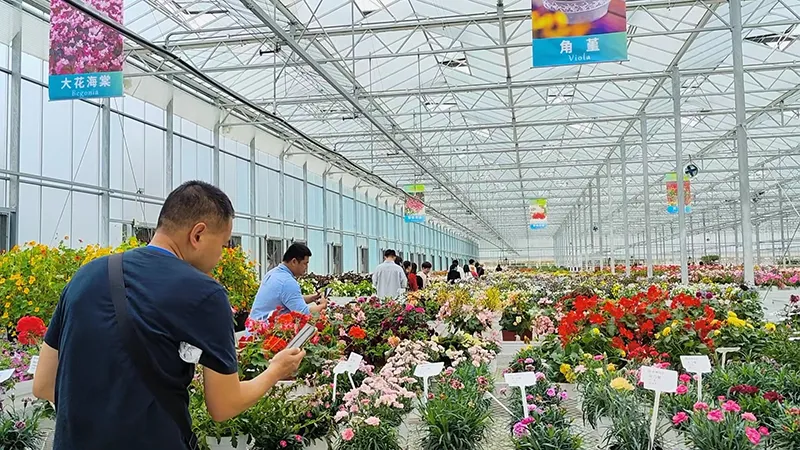 Tangchao inside green house