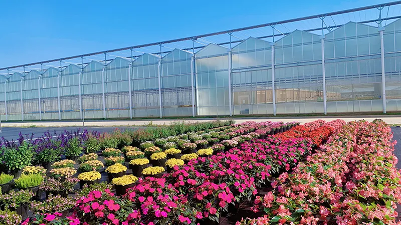 Tangchao Flower Fields